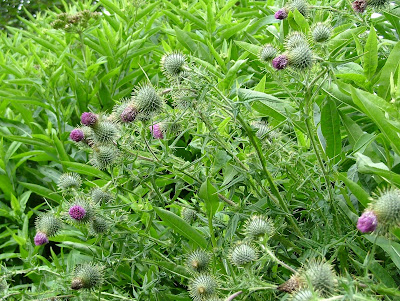 Thistles