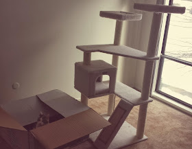 Funny cats - part 90 (40 pics + 10 gifs), cat choose playing in box than in expensive cat tree