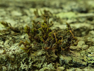 Ulota coarctata - Houppe à massue