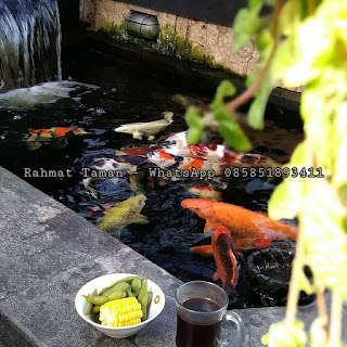 Jasa pembuatan kolam ikan minimalis di Surabaya