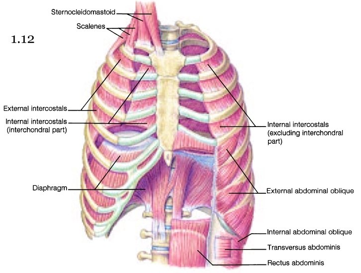 Organs Within Ribcage - Image Of The Vital Organs Arrangged In The Rib Cage / Left ...
