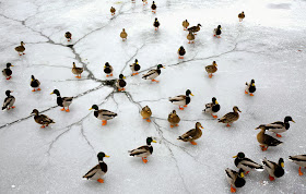 Funny animals of the week - 10 January 2014 (35 pics), ducks on ice