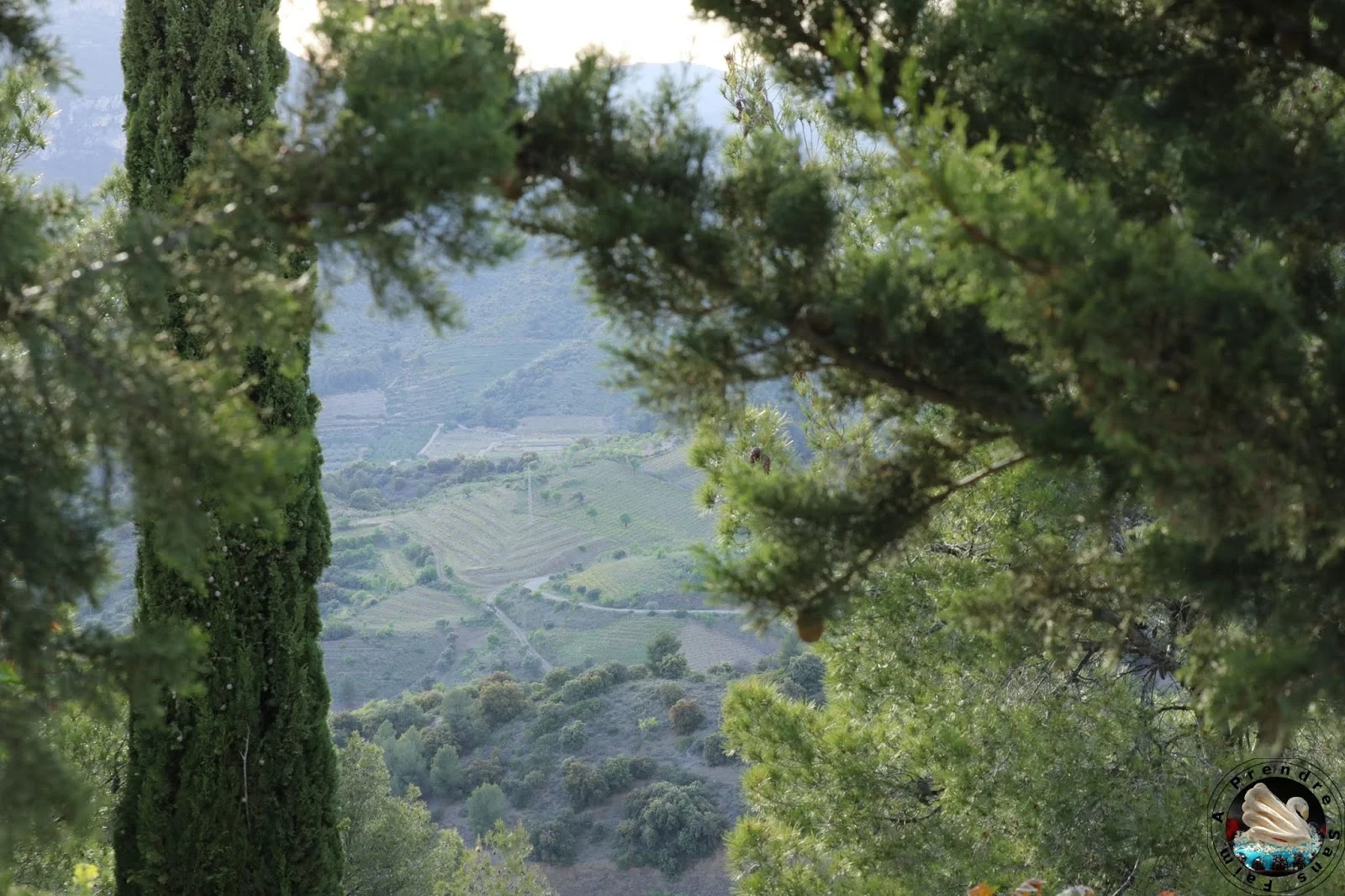 Le vignoble d'Alvaro Palacios : admirer les paysages à l'origine de son vin L'Ermita