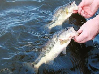 largemouth bass fishing