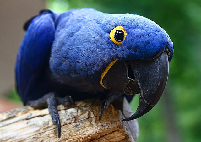 Blue Macaw Birds