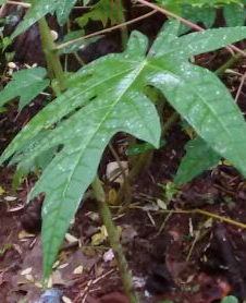 Papaya Leaf Juice Soften the Feet