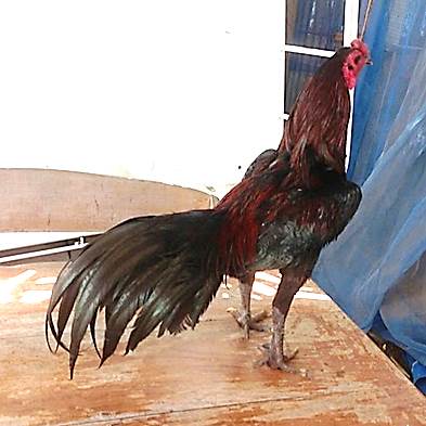 37+ Koleksi Terbaru Gambar Ayam Birma Hitam