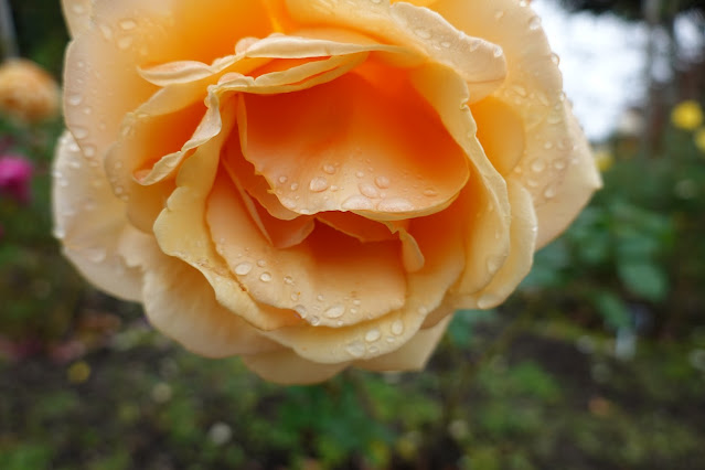 鳥取県西伯郡南部町鶴田　とっとり花回廊　薔薇の園