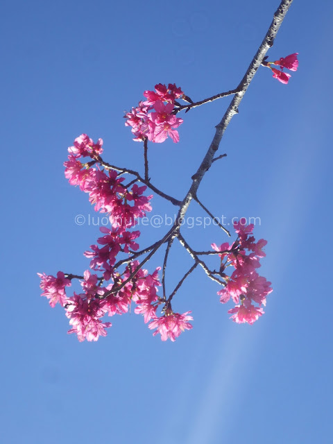 Taichung cherry blossoms