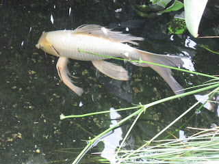 Discover the Beauty of the Butterfly Koi Fish