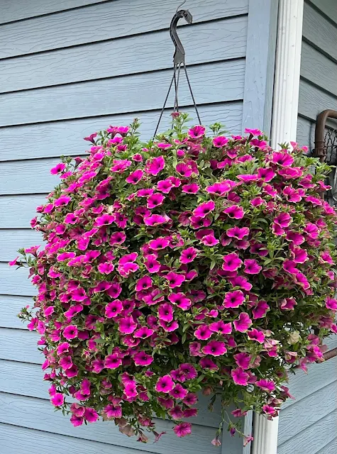 Photo of a Picasso Petunia in August.