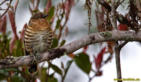 Cuclillo gorgirojo: Chrysococcyx Chalcites ruficollis