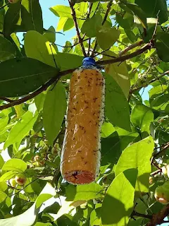 Cara Ampuh Membasmi Lalat Buah Tanpa Pestisida