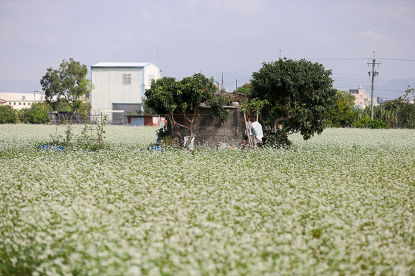 台中霧峰蕎麥花海超夢幻，33公頃浪漫12月雪搭配田園風光好好拍