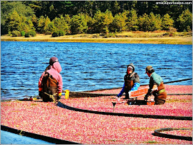 Cosecha De Arándanos en Wareham, Massachusetts