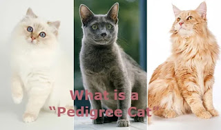 What is a Pedigree Cat ,Pedigree Cat