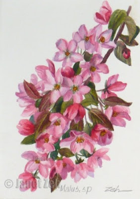 Pink Crab Apple Blossoms botanical painting