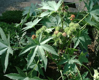 Ricinus communis