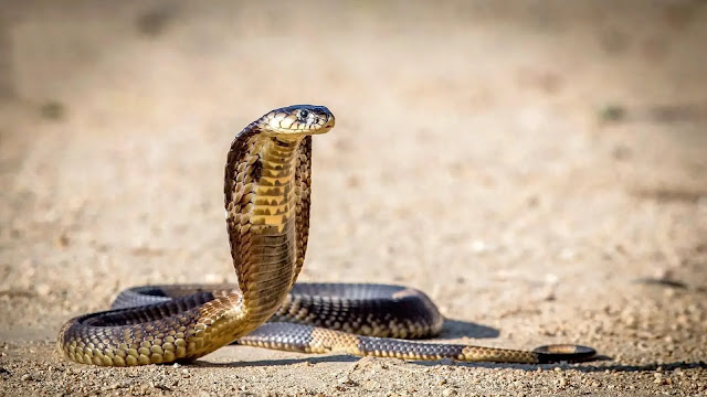 King Cobra