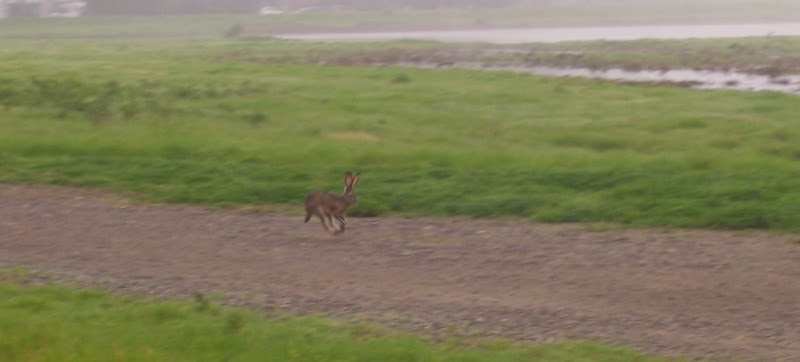 another shot of the jackrabbit running along the path