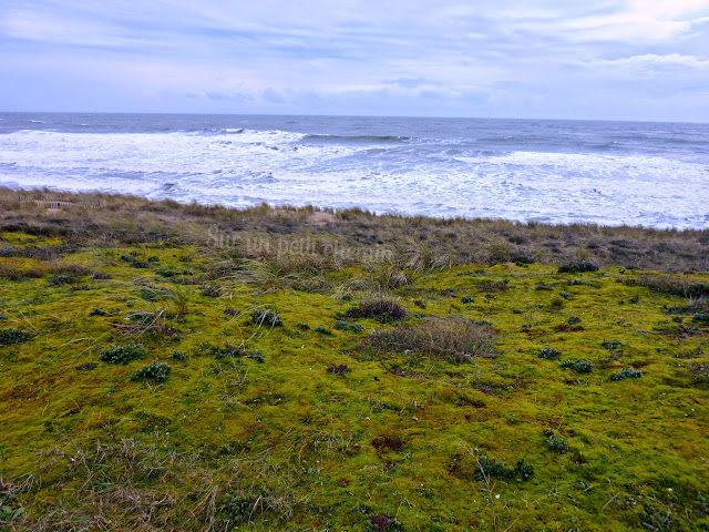 Végétation dunaire - Dune de la Garenne (St. Gilles Croix-de-Vie)