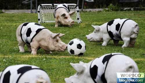 Soccer Pig