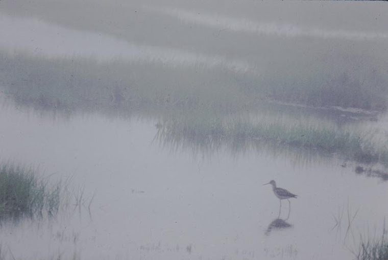 Tidal marsh pool