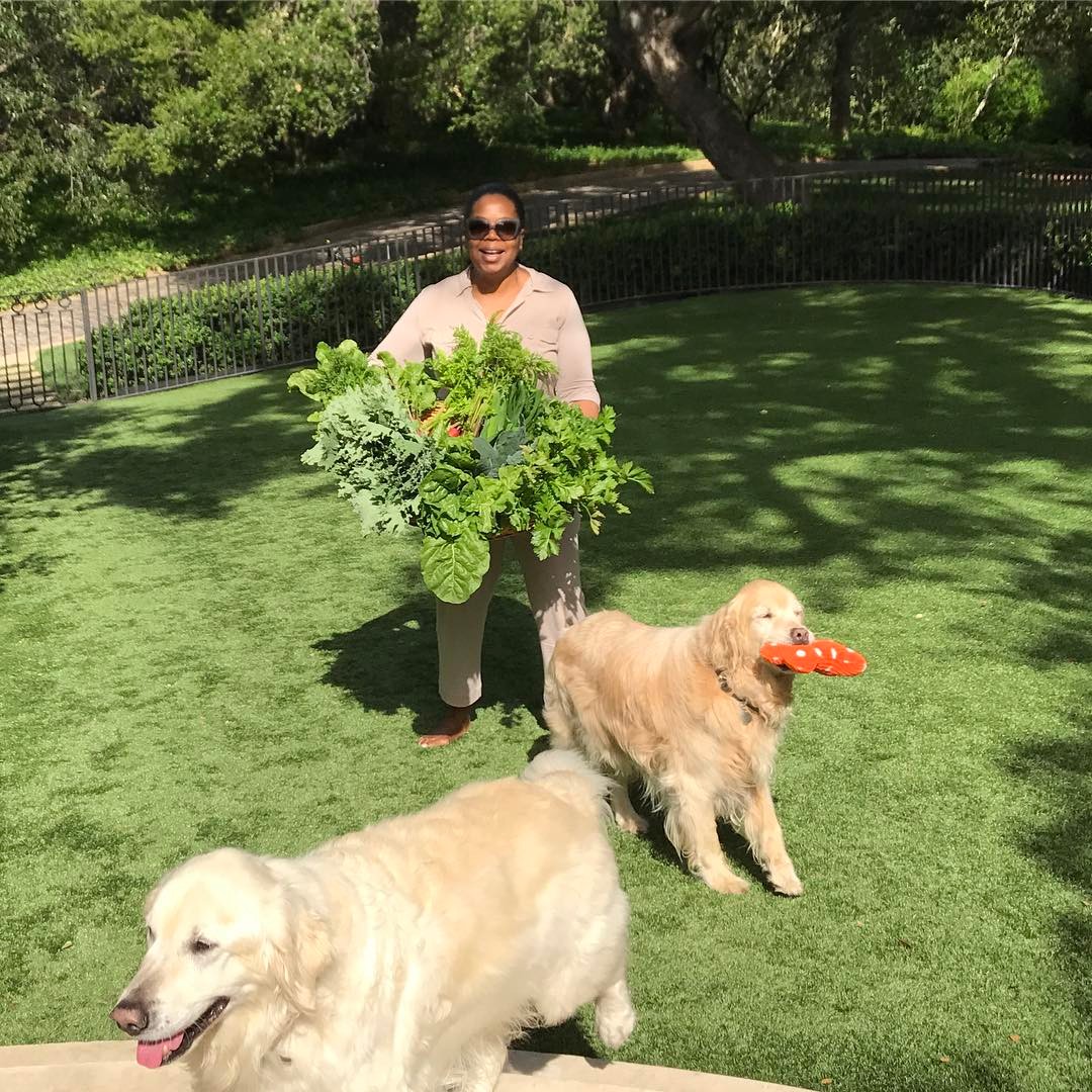 Oprah Winfrey and Her Two Golden Retriever Dogs