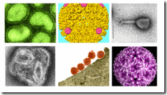 virology