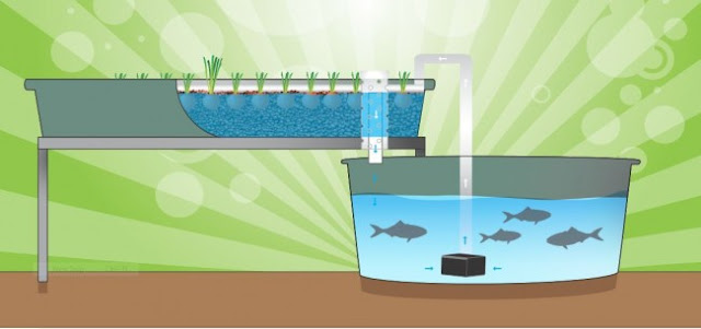 Aquaponics Alive!: Pros and Cons of Different System Types