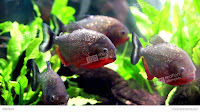 South American Freshwater Fish