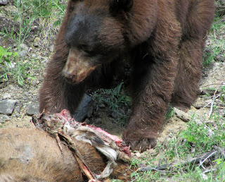 Bear Eating