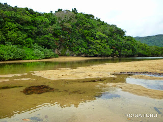 石垣島の吹通川とマングローブ 風景写真（野底-4j）