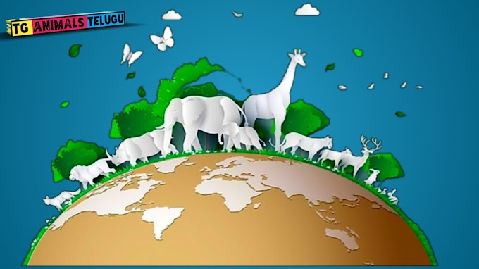 How Many Animals Are There in the World? TG animals telugu 