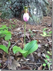 Lady Slipper