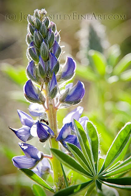 wild lupine (c) John Ashley