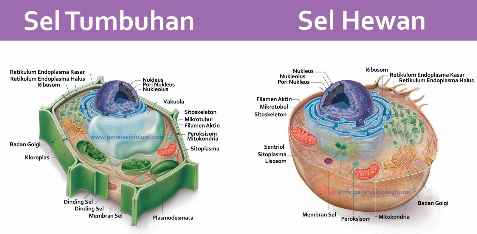 27 Perbedaan Sel Hewan dan Sel Tumbuhan - Generasi Biologi