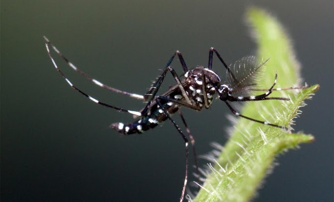 Doenças transmitidas pelo Aedes Albopictus