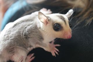 Arti Sugar Glider Het