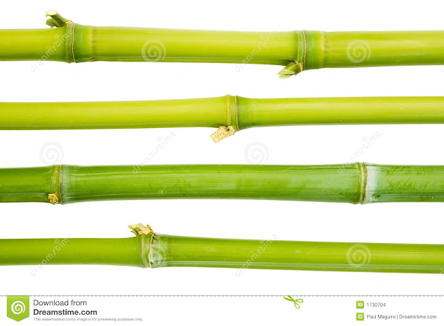 Bamboo Sticks2