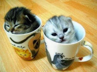 funny cat pictures,funny pet pictures,funny pet animal photos,funny animal image,funny cat wallpaer