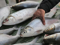 Cara Menghilangkan Bau Tanah Pada Ikan Bandeng