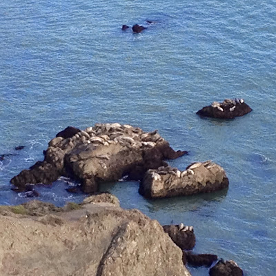 Harbor seals at Point Bonita