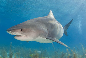 Tiger shark looks like gw