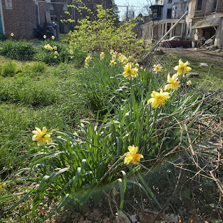 A row of daffodils, many in bloom, recedes into the background, where there are houses. There are strips of grass and dirt on either side of the daffodils.