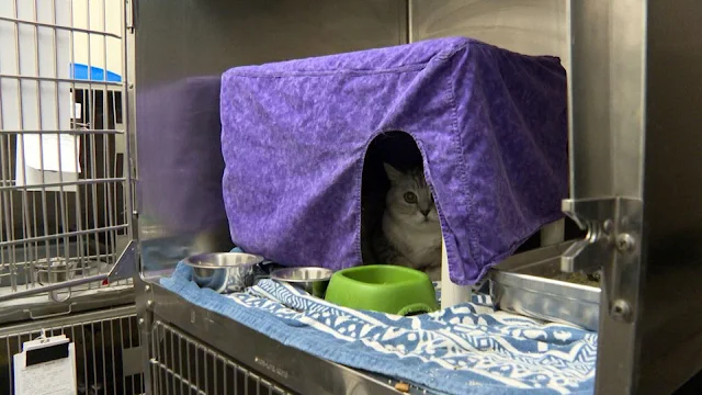 Kingston Humane Society cat in a cage with a tent to hide in