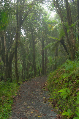 El Yunque: Mt. Britton Trail