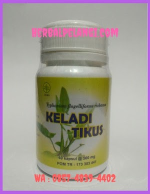 Jual Kapsul Keladi Tikus Di Mamasa | WA : 0812-7535-2742