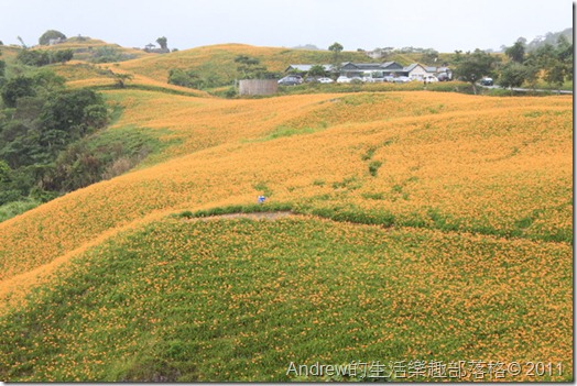 台東六十石山金針花海