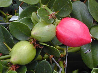 conkerberry fruit images